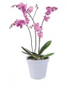 green basics orchid